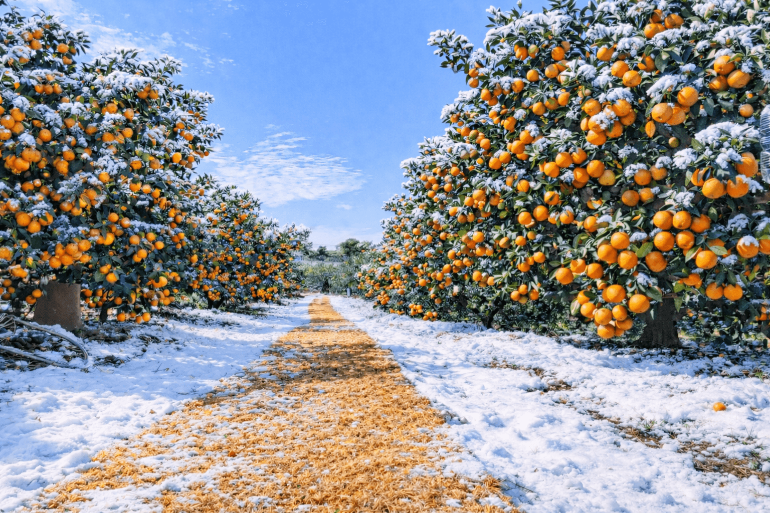 도로결빙으로 인한 임시휴무