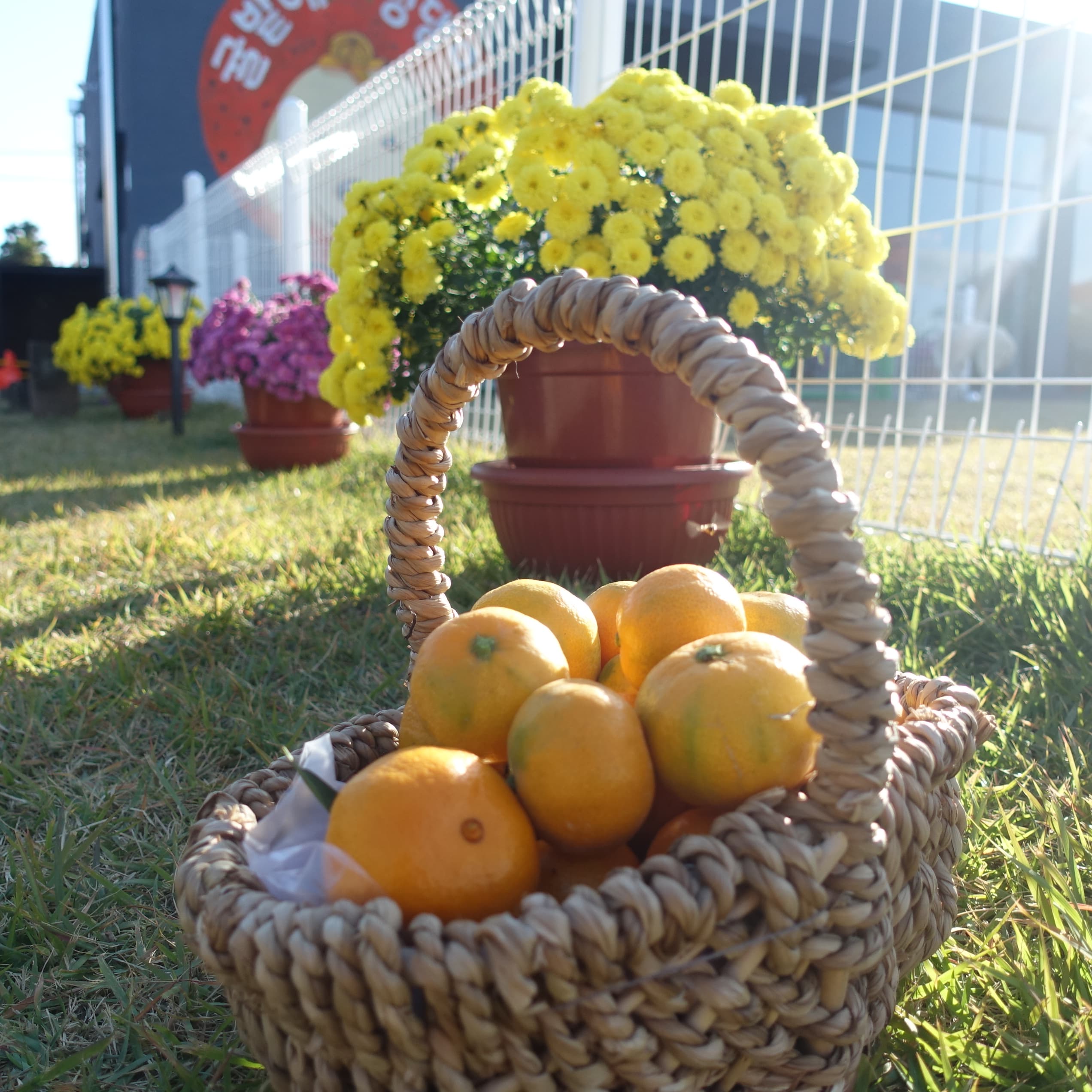 [필독]2024년 귤따기체험 운영안내