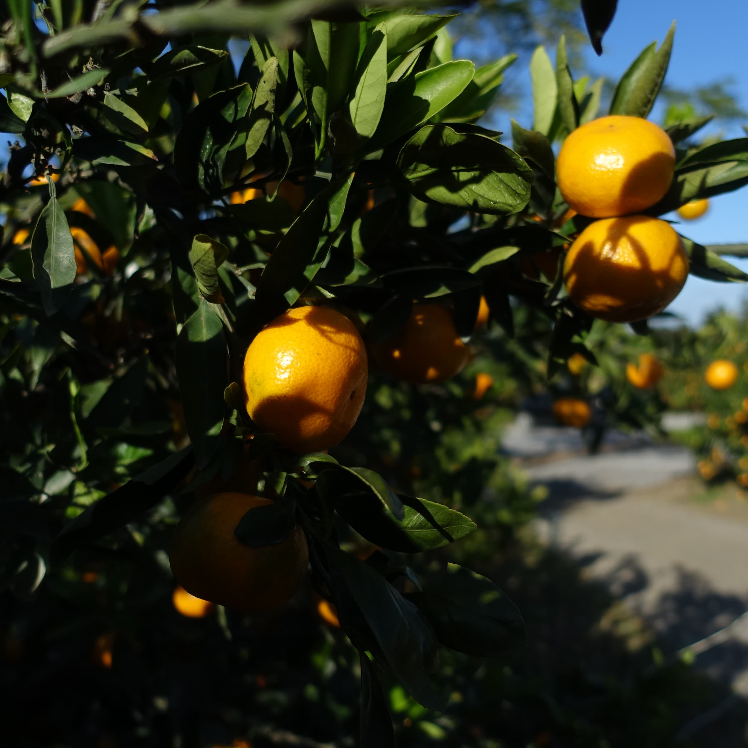 2023 귤체험 안내