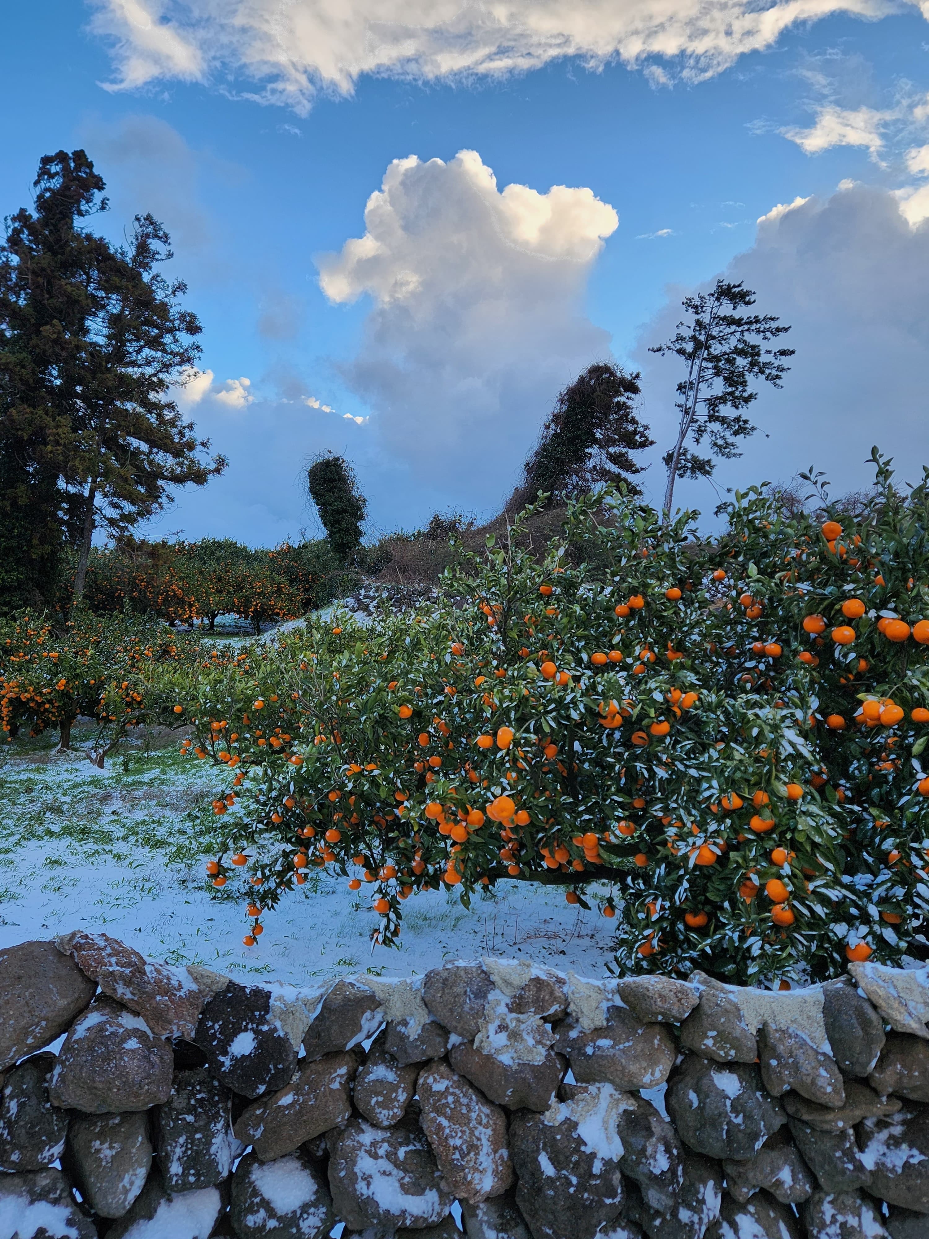 입장시 체인또는 스노우타이어착용 필수