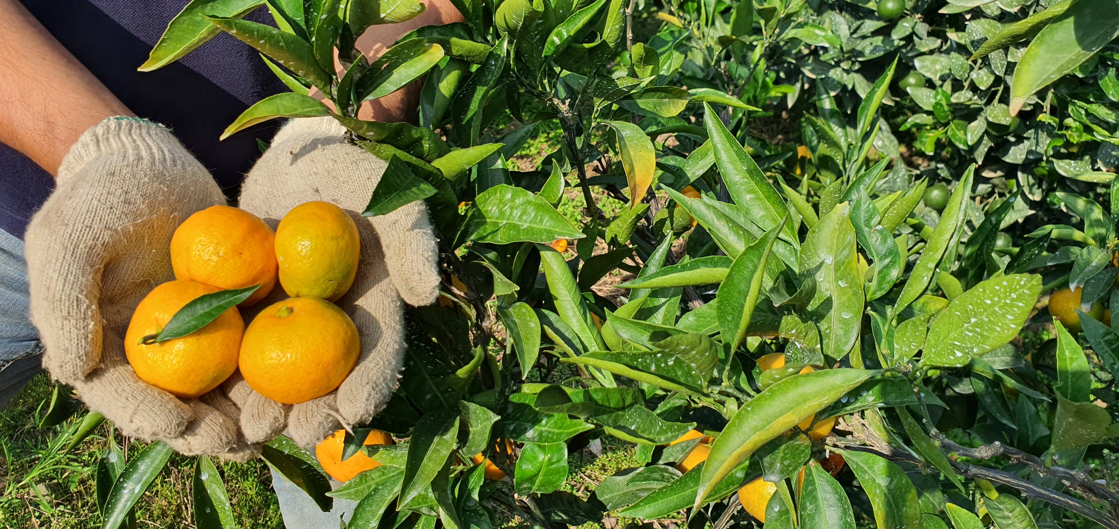 새콤달콤 노지감귤 판매 시작합니다