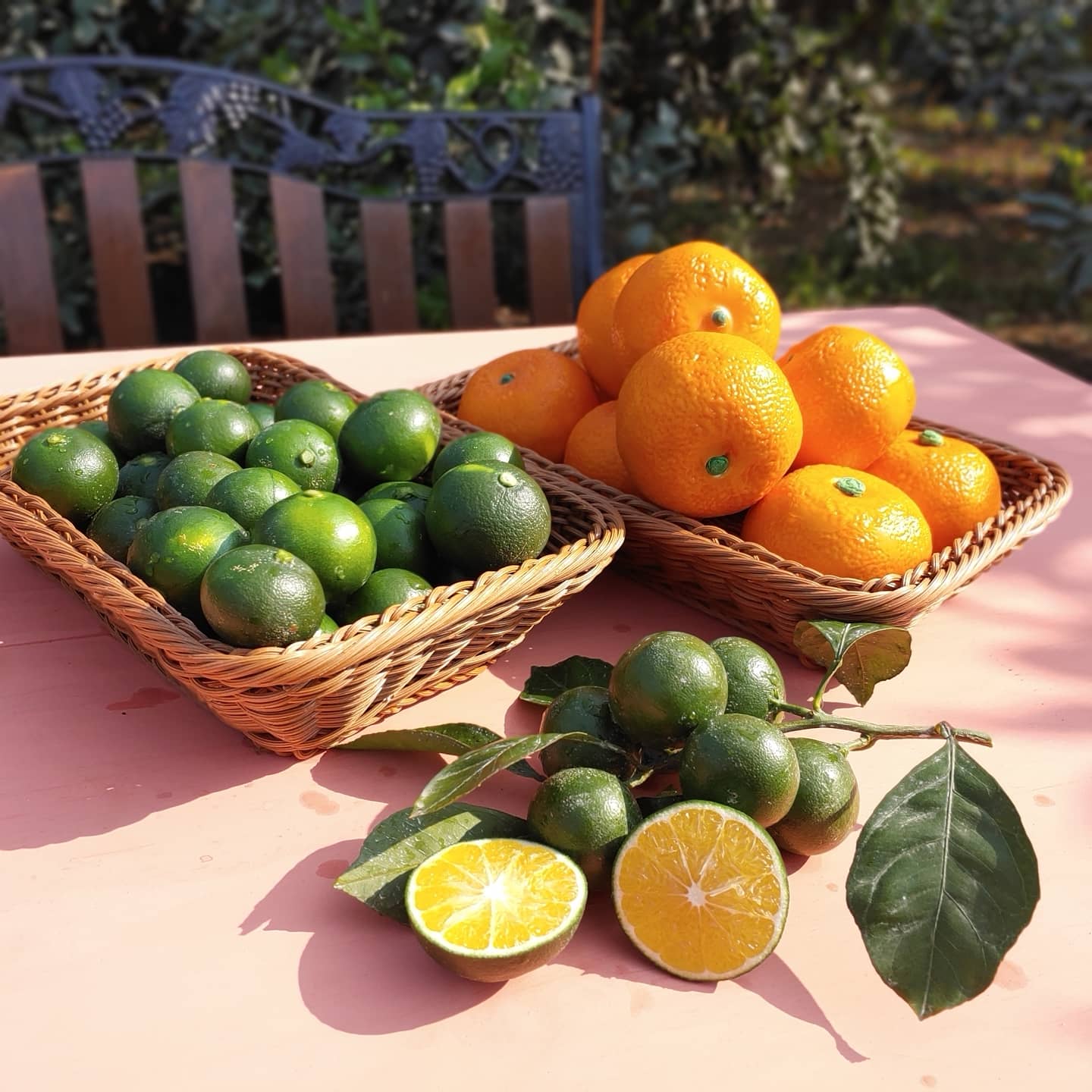 8월14일 풋귤따기 체험 진행 *예약필수*