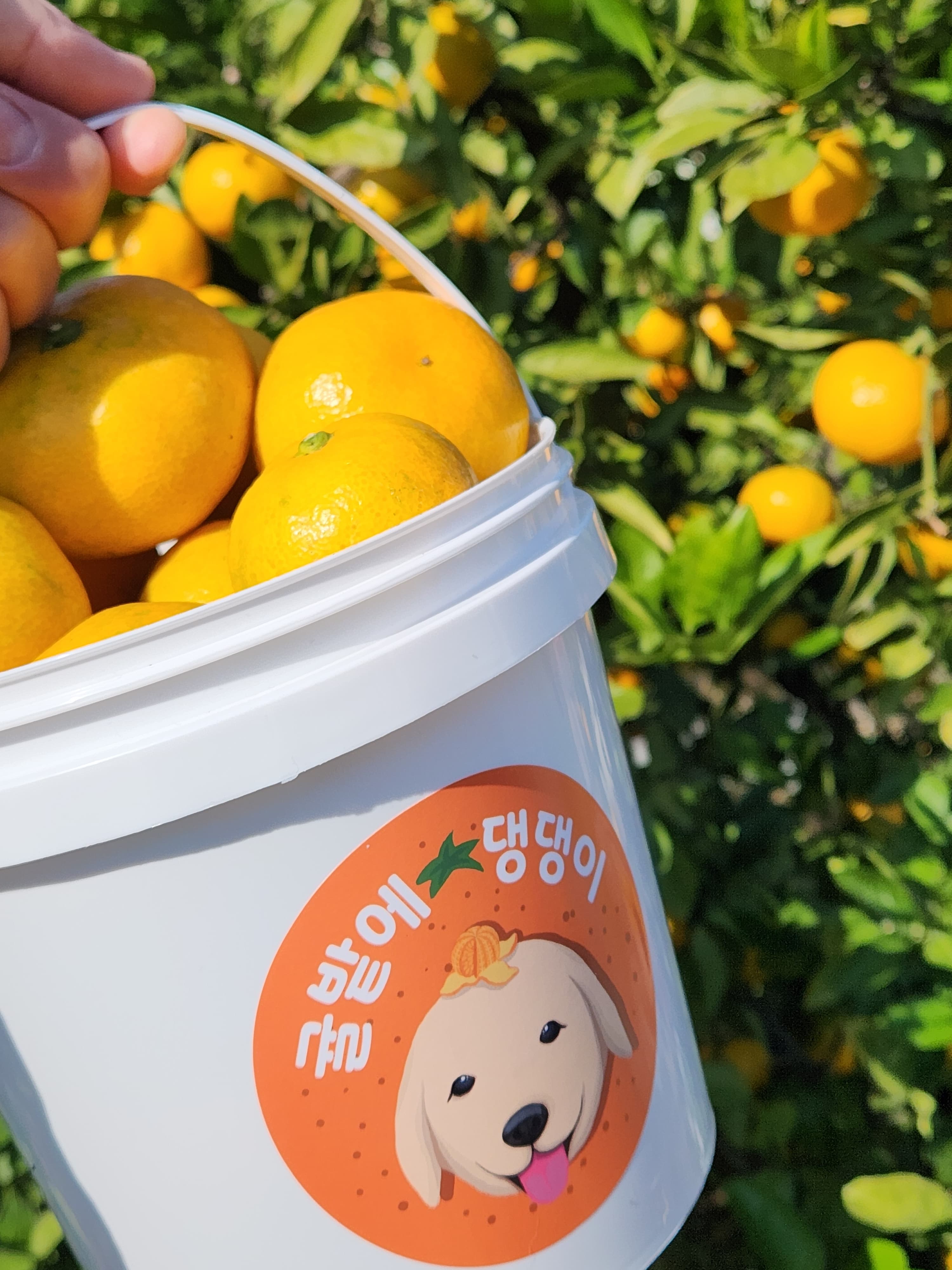 [종료/귤체험]1.5kg 한 바구니