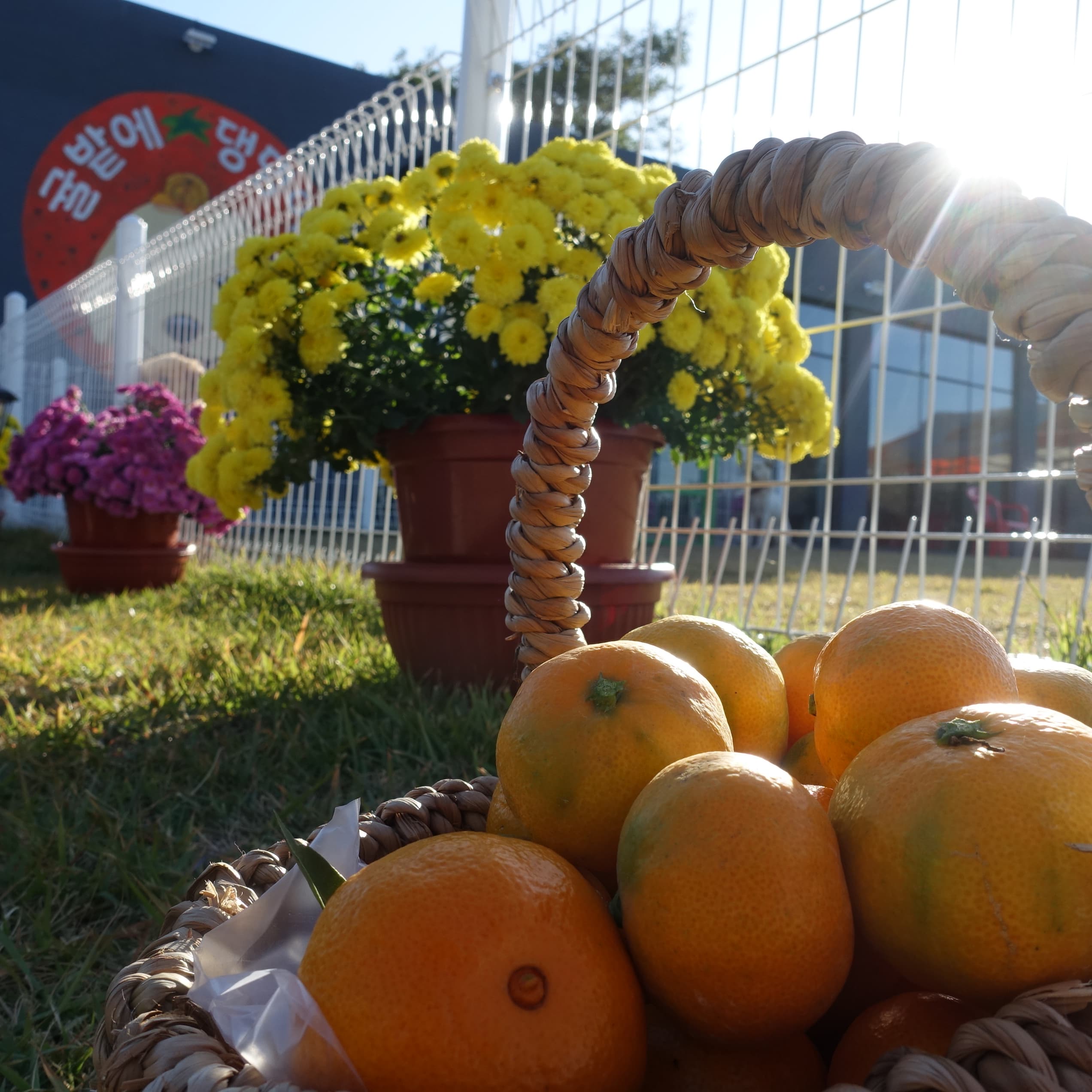 [종료/귤체험]3.5kg 한 바구니