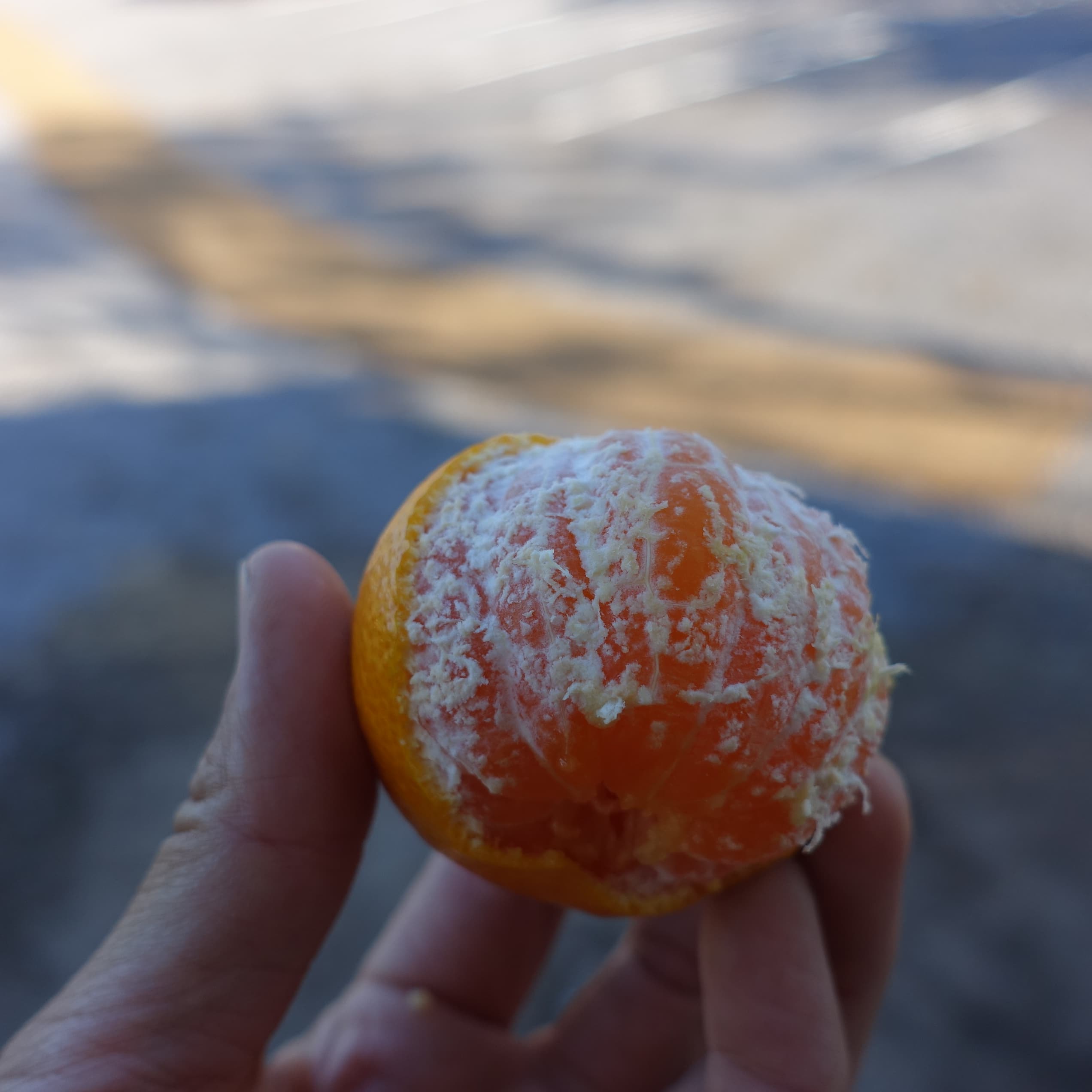 [종료/귤체험]무한시식권 1인