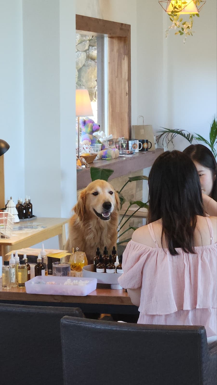 귤밭에댕댕이 제주 원데이클래스 공방 & 귤따기체험