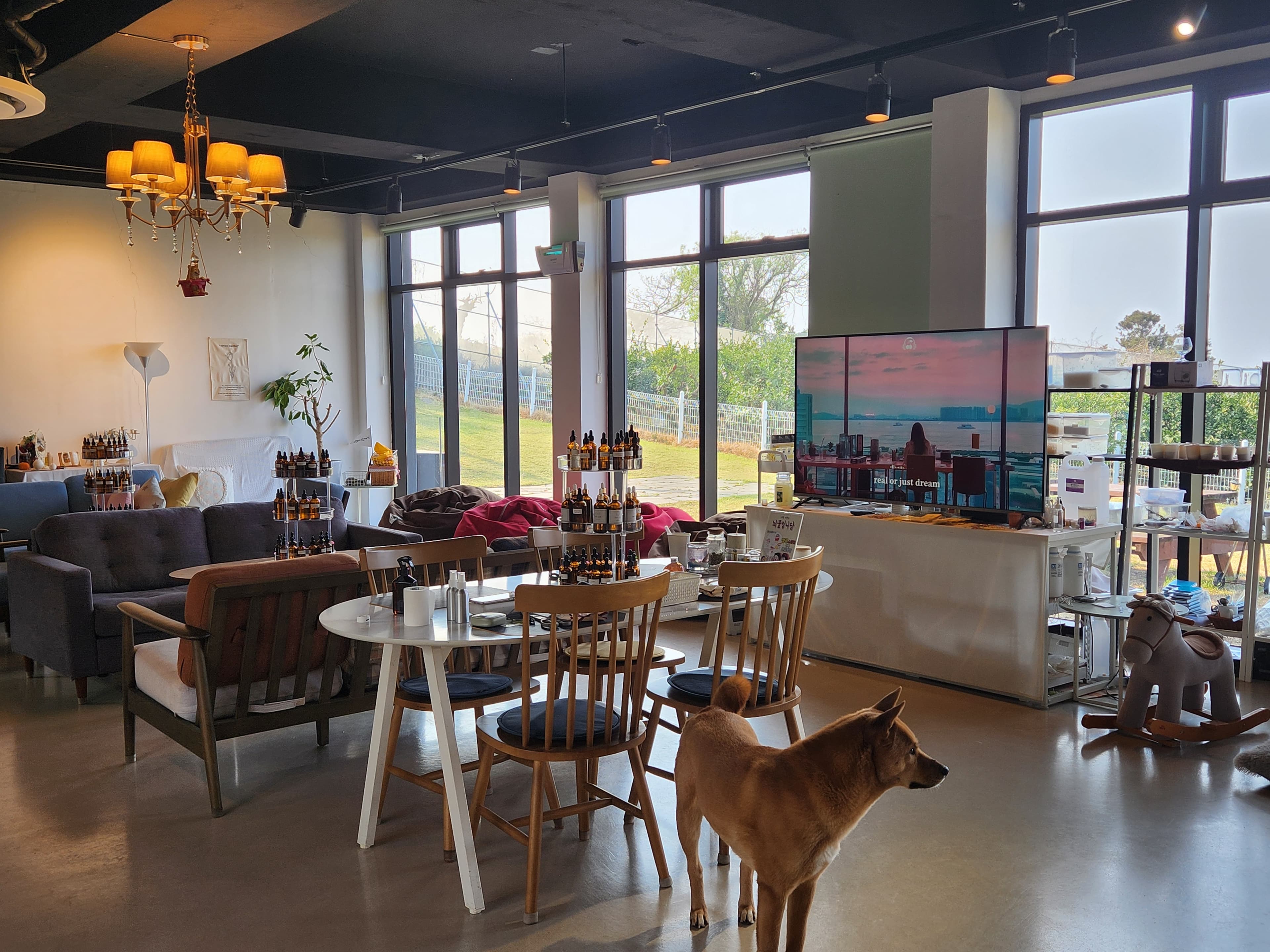 귤밭에댕댕이 제주 원데이클래스 공방 & 귤따기체험 사진